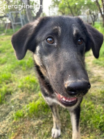 Junghündin Millie möchte die Welt entdecken