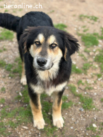 Junghund Alex - ein Charakter aus Gold