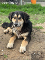 Junghund Alex - ein Charakter aus Gold