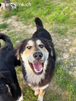 Junghund Alex - ein Charakter aus Gold