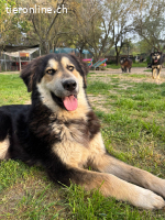 Junghund Alex - ein Charakter aus Gold