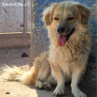 Kaami - hübscher Rüde mit grossem Potenzial