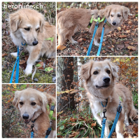 Kaami - hübscher Rüde mit grossem Potenzial