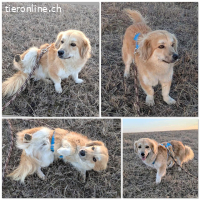 Kaami - hübscher Rüde mit grossem Potenzial