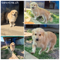 Kaami - hübscher Rüde mit grossem Potenzial