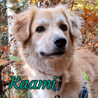 Kaami - hübscher Rüde mit grossem Potenzial