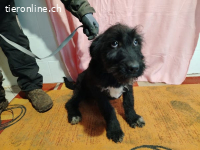 Kaboca, bezauberndes Hundekind