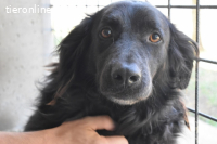 Kael - Nur ein einziges mal die Chance auf Leben ?