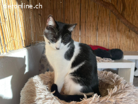 Kätzenmädchen Alicia sucht ihr Zuhause