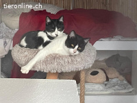 Kätzenmädchen Alicia sucht ihr Zuhause