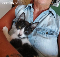 Kätzenmädchen Alicia sucht ihr Zuhause