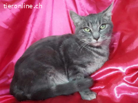 Kätzenmädchen Gabriela sucht ihr Für-Immer-Zuhause