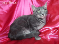 Kätzenmädchen Gabriela sucht ihr Für-Immer-Zuhause