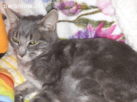 Kätzenmädchen Gabriela sucht ihr Für-Immer-Zuhause