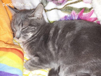 Kätzenmädchen Gabriela sucht ihr Für-Immer-Zuhause