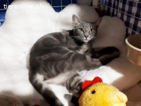 Kätzenmädchen Gabriela sucht ihr Für-Immer-Zuhause