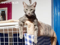 Kätzenmädchen Gabriela sucht ihr Für-Immer-Zuhause