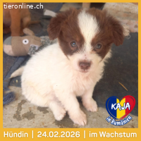 Kaja, kleine Abenteuerin auf suche nach ihrem Zuhause