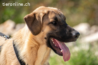 Kajan (1 Jahr) möchte mit dir Abenteuer erleben