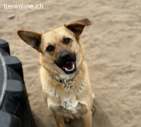 Kajla-5, freundliche Junghündin