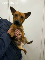 Kalle, Dackel-Mix, Rüde, ca. 1 Jahr, ca. 35 cm