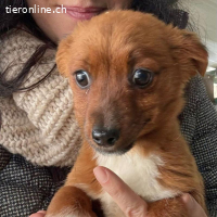 Karla sucht ein tolle Familie für ein gemeinsames Leben