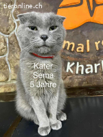 Kater Sema - 5 Jahre - freundlich - indoor