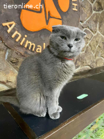 Kater Sema - 5 Jahre - freundlich - indoor