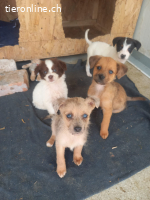 Katta eine kleine Entdeckerin auf der suche nach ihr Glück