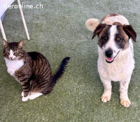 Katzenverträglicher Sonnenschein Mailo