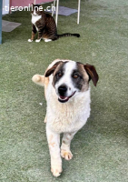 Katzenverträglicher Sonnenschein Mailo