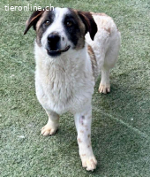 Katzenverträglicher Sonnenschein Mailo