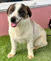 Katzenverträglicher Sonnenschein Mailo