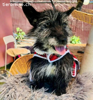 Katzenverträgliches Minimäuschen Finja