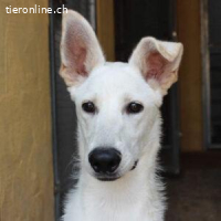 Ken - aktiver Rohdiamant sucht sein Zuhause