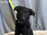 Kende, tapferer, fröhlicher Hundejunge