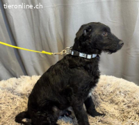 Kende, tapferer, fröhlicher Hundejunge