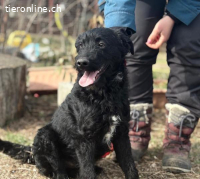 Kende, tapferer, fröhlicher Hundejunge