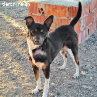 Kenia -zuckersüße kleine Hündin