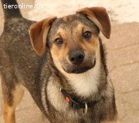 Keno – kleiner Lausbub sucht sein Zuhause ?❤️