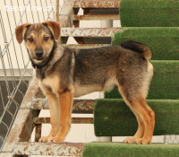 Keno – kleiner Lausbub sucht sein Zuhause ?❤️