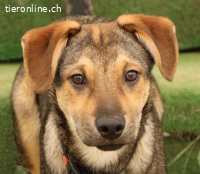 Keno – kleiner Lausbub sucht sein Zuhause ?❤️