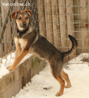 Keno – kleiner Lausbub sucht sein Zuhause ?❤️