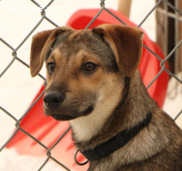 Keno – kleiner Lausbub sucht sein Zuhause ?❤️