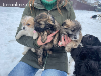 Kevin - ein kleines Wunder sucht ein grosses Herz