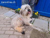 KIANA, bezaubernde Mischlingshündin, ca. 4 J.,38cm,10,3kg