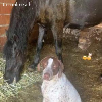 Kiara -eine sehr freundliche Hündin