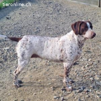 Kiara -eine sehr freundliche Hündin