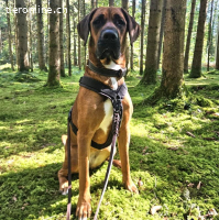 Kiara - sucht Hundeprofis