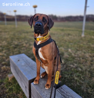 Kiara - sucht Hundeprofis